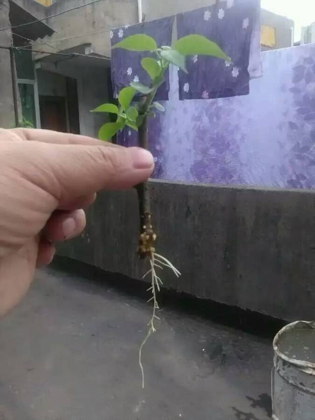 求助大咖:我把三角梅枝条泡在水里冒芽了,可以移栽上盆吗?