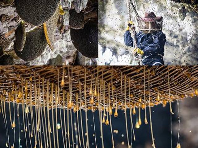 第二:观察蜜蜂粪便