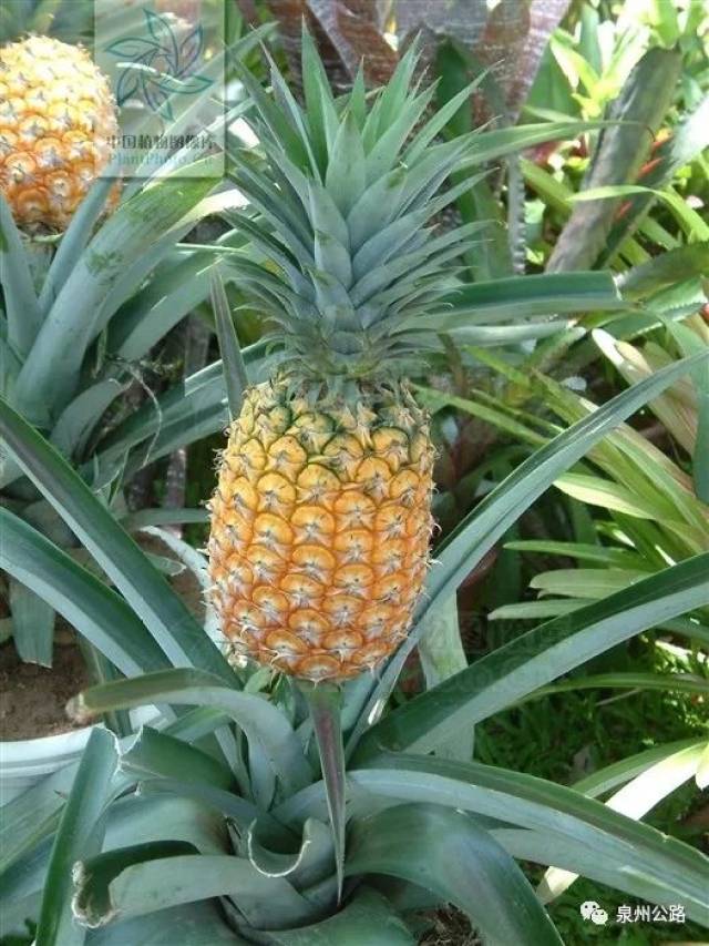 菠萝怎么长出来的图片