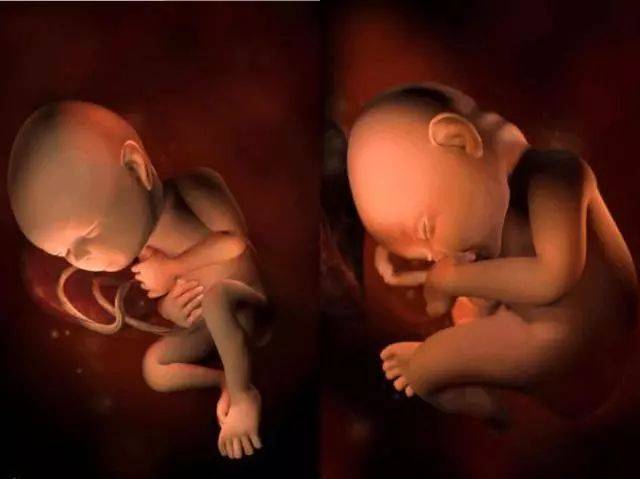 怀孕32周胎儿图片真人图片