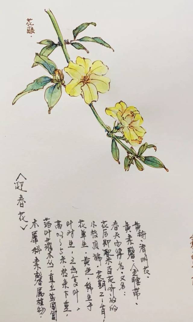 木香花简笔画图片