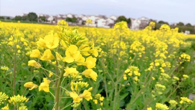 (慢慢贴心提醒:横屏观赏更美哦~~) 油菜花花期很长 3月中下旬进入初