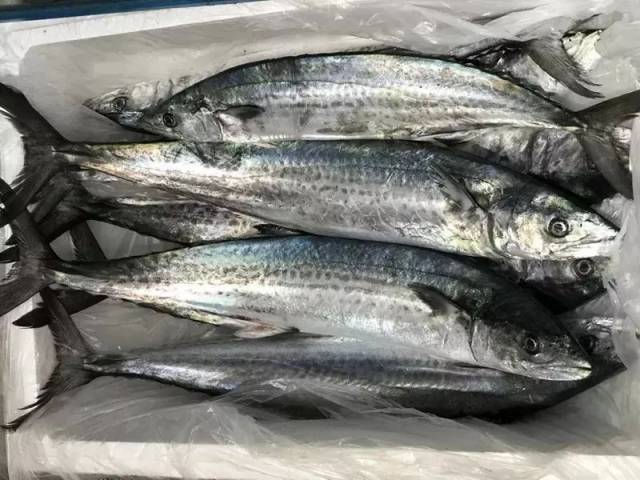 象山港马鲛鱼少量上市啦,昨天捞到一条重12斤!