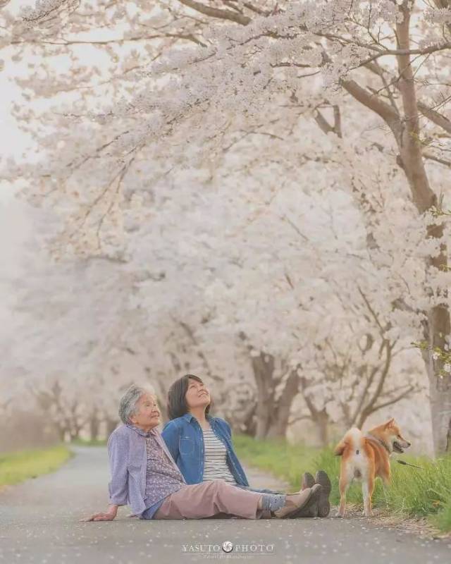 奶奶和柴犬一张照片,暖哭12万网友:岁月静好,愿时光不老