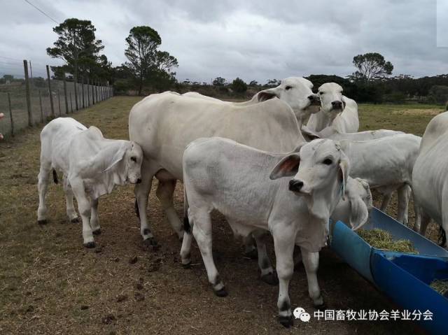 2019年中国畜牧业协会南非牛业产业考察