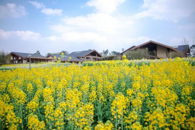 成都多了個歡樂田園,油菜花田,梯田絕美來襲.