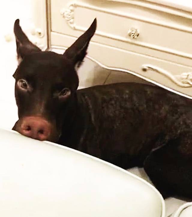 原创网友养了只"怪狗",又像猪又像驴,得知真相后,让人直接笑喷!