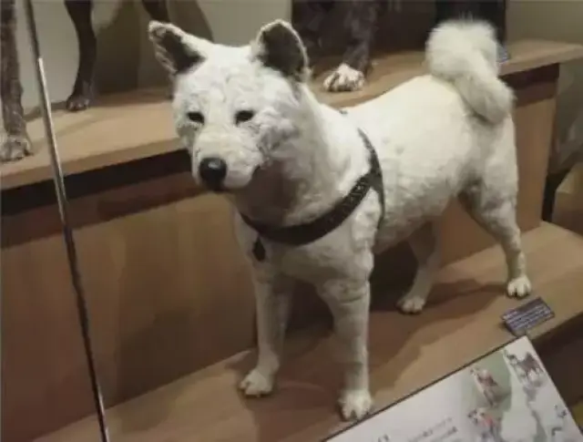 0373050643fc4294845a330b8db67a