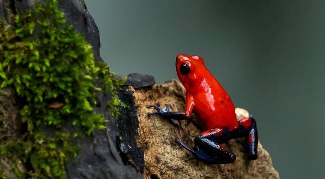 荐读丨草莓箭毒蛙和它的凤梨伙伴