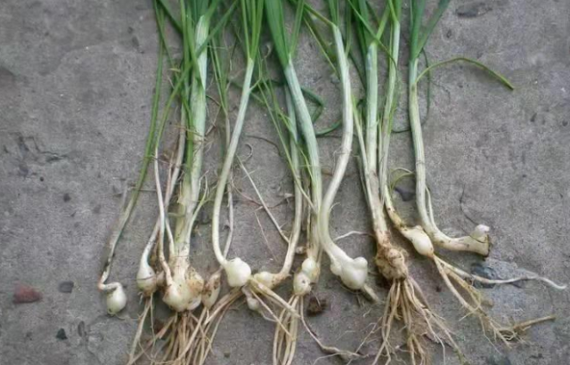 它长得像独头的大蒜,但比大蒜小,气味又有点像葱.