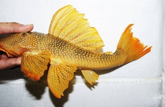 金沙达摩异型鱼图片
