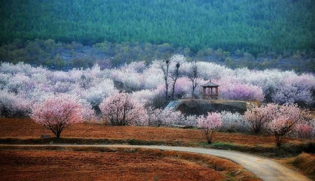徐州圣人窝樱桃谷花开遍地,香雪弥漫