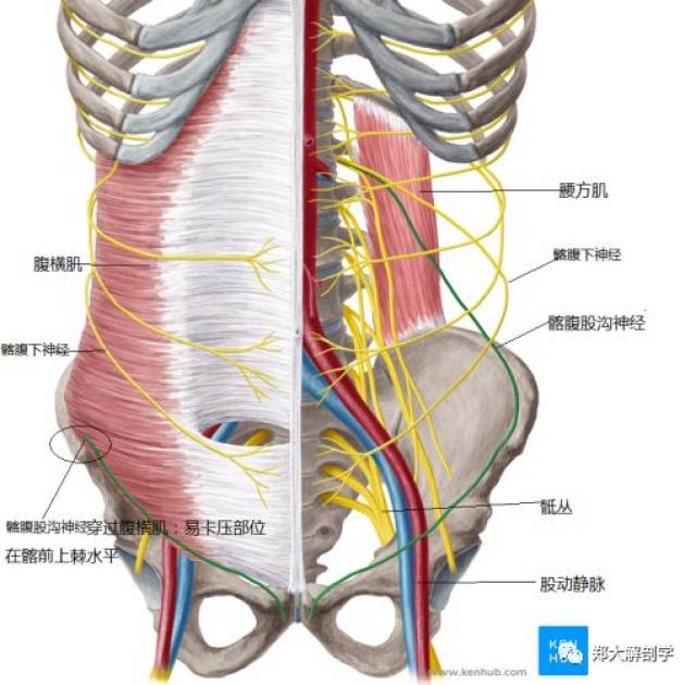 神经自腰大肌上部外侧缘穿出,经过腹横肌与腹内斜肌之间,分为前皮支