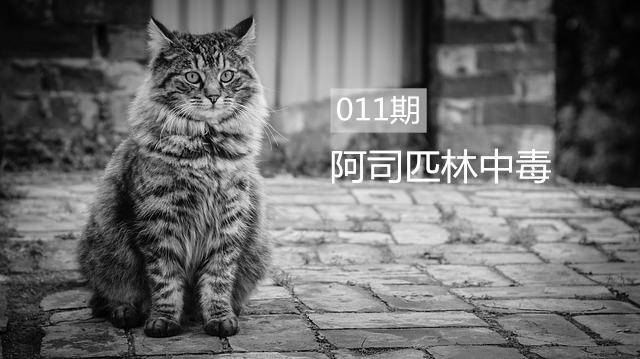 什么是猫“阿司匹林中毒”？_手机搜狐网