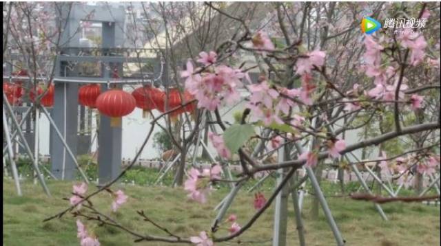 廉江櫻花公園櫻花綻放,遊客,群眾紛至沓來!