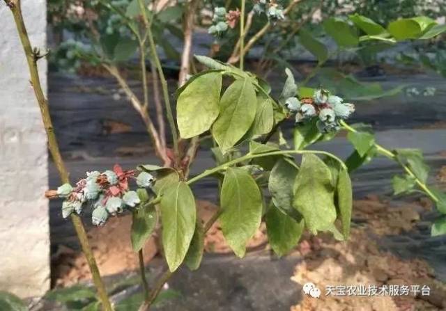 全面分析蓝莓生长异常的原因!实用好文!