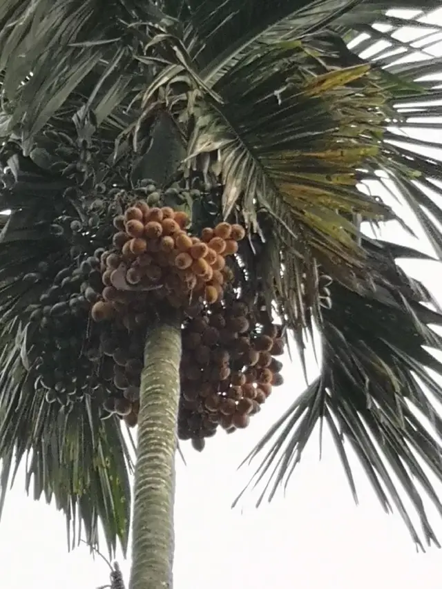 高高树上结槟榔
