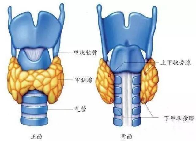 甲状旁腺解剖位置图片