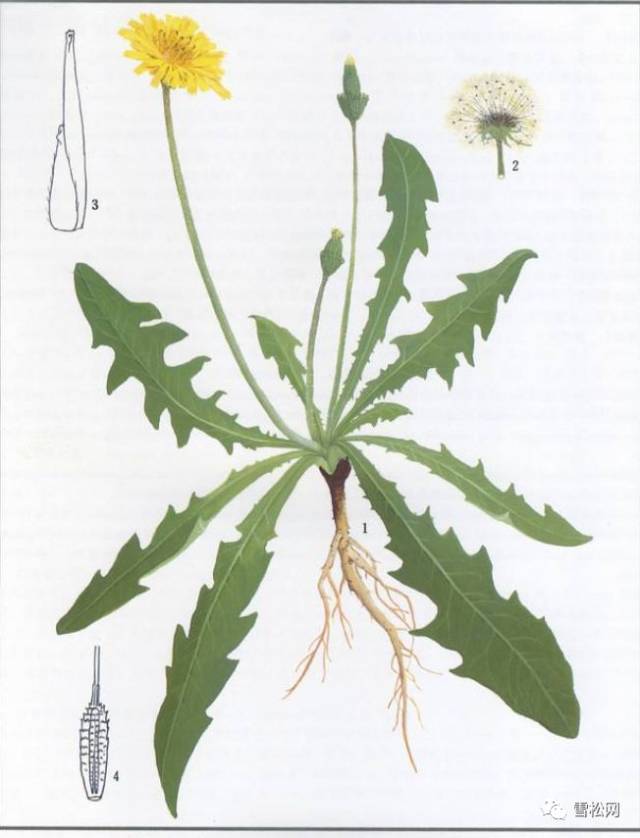 《本草纲目》力荐 养生佳品蒲公英
