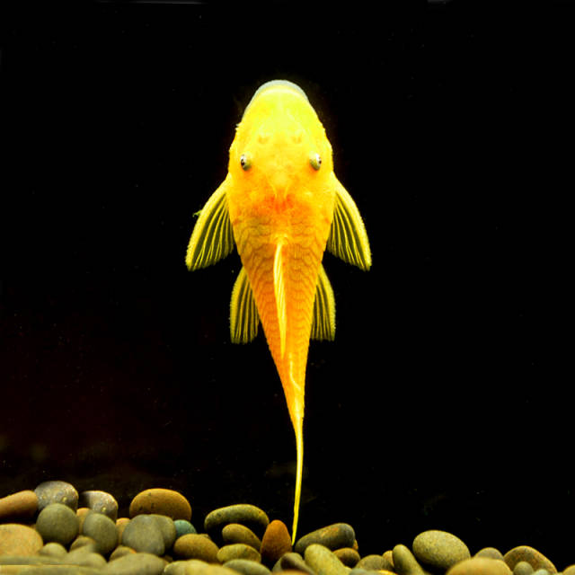 24k黄金达摩特点及养殖方法