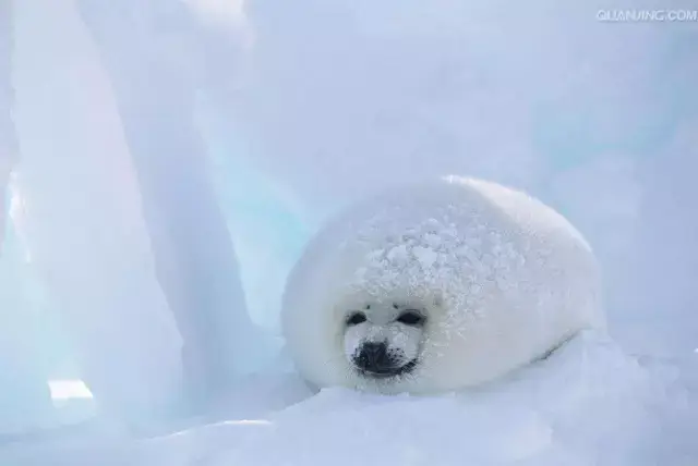 椰丝口味糯米糍 成年海豹是土肥圆的最佳代言人.