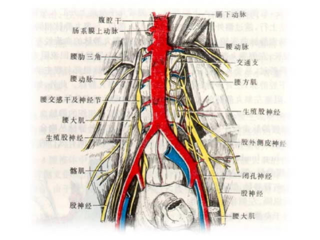 今天来说说打呼噜和这种瘤的关系,打呼噜的朋友注意了!