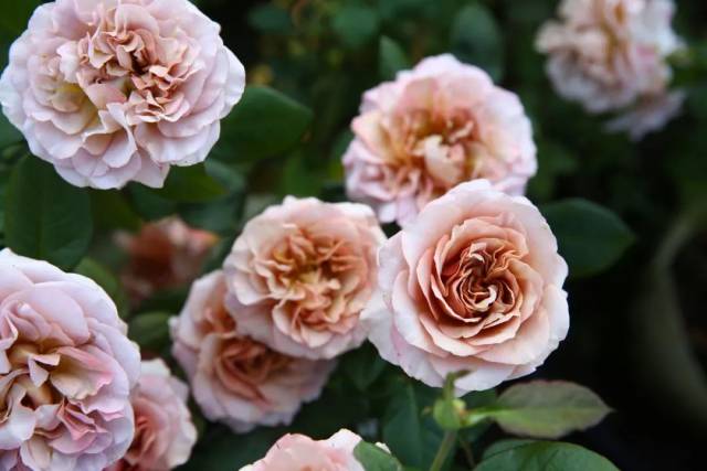 来自旧时光的魅惑!5个独特的复古色月季_手机搜狐网