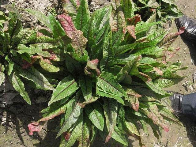 长得像莴笋叶,一直被当做喂猪的饲料,现在是城里人眼里的香饽饽_手机