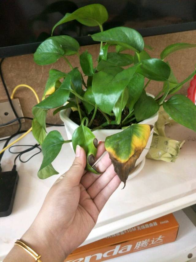 绿萝别放在"这"位置了,接连黄叶,搬了后叶子翠绿巴掌大