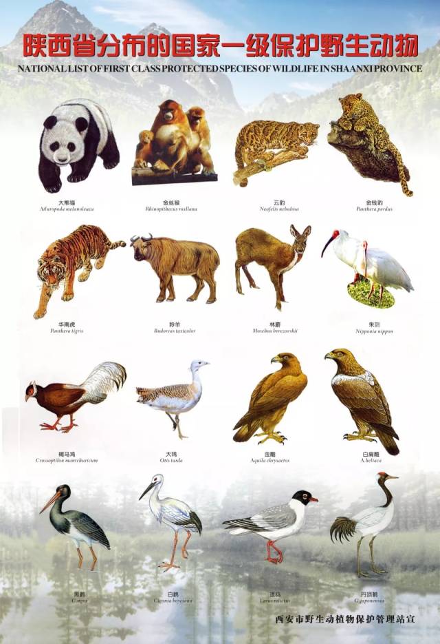 世界上所有的动物八大图片