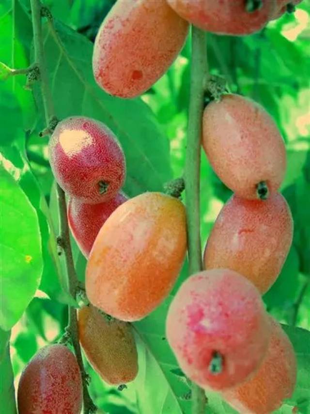 普洱人爱吃的羊奶果熟啦请准备好盐巴辣子