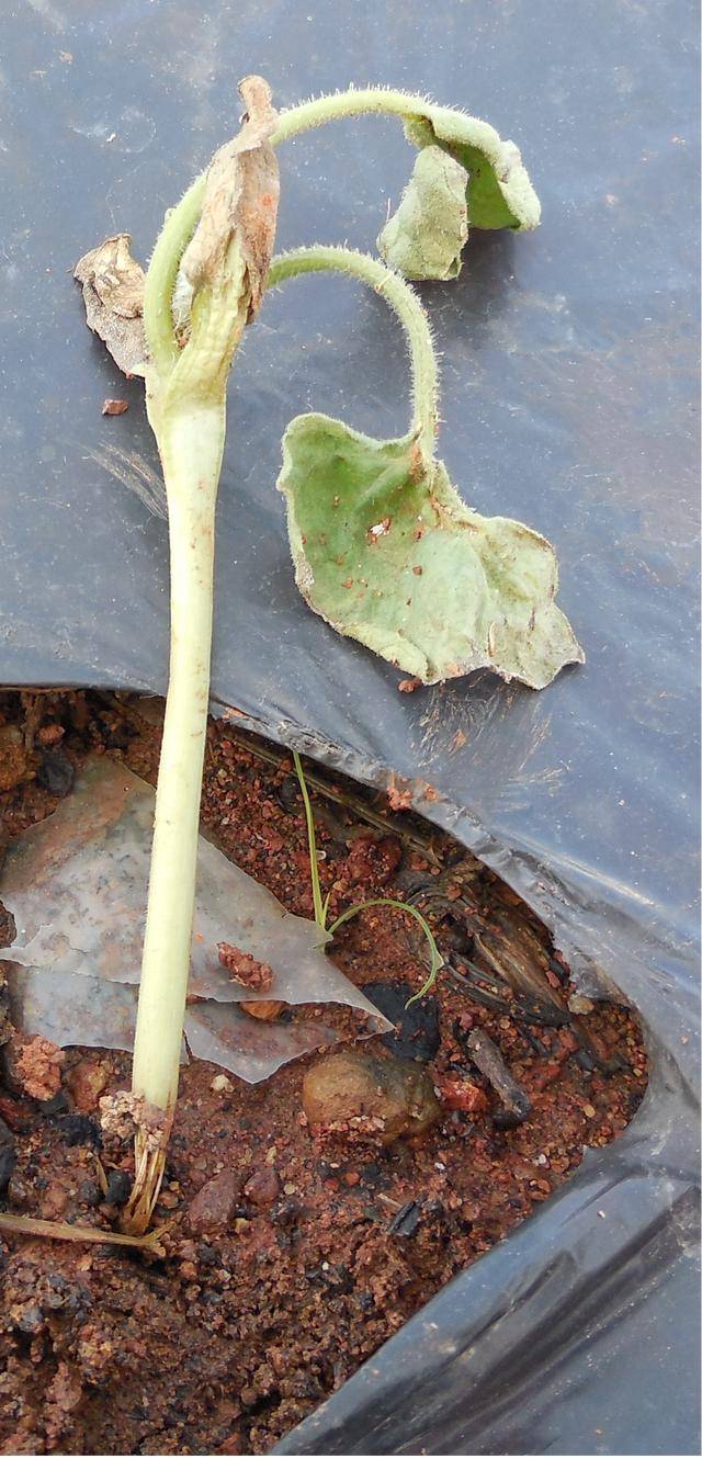 瓜农请收藏丨西瓜植株枯萎,幼苗死亡,枯萎病到底该怎么防治?