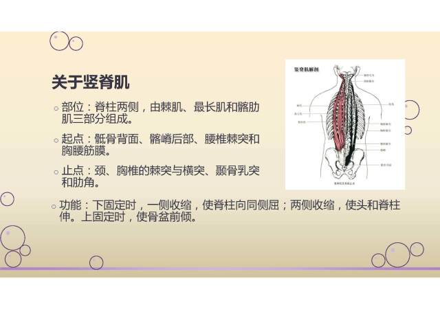 竖脊肌起止点及功能图图片