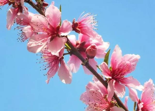 【樂行族|桃花節】3月24日 遇見後岸十里桃花的三生三世,一起去赤城山