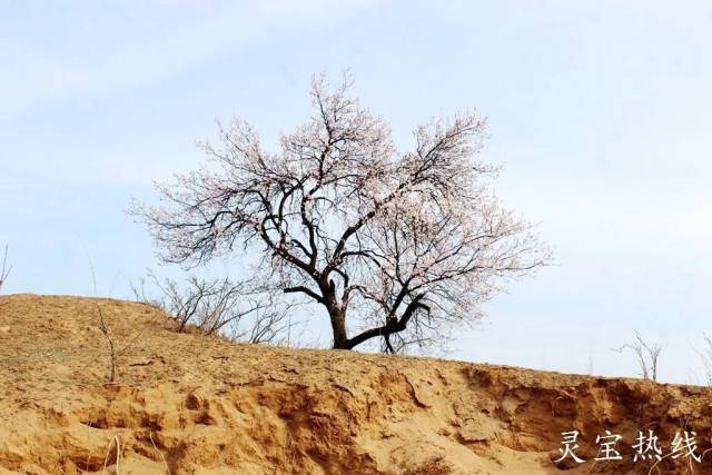 古杏林位于北沟村西的黄土塬上,当地人称之为"沙坡.