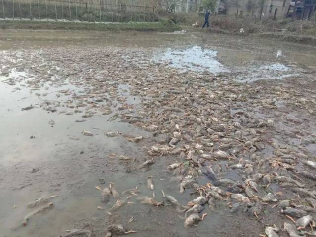 农户4000只鸭子被冰雹砸死!上饶的天气太可怕