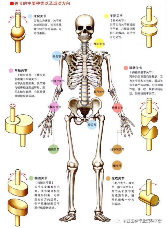 3d人体解剖图