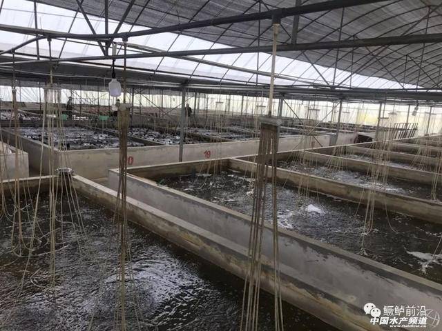 滋养江南水乡的绿色产业 — 桐乡淡水鱼养殖业