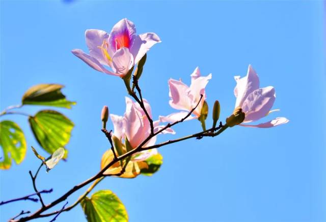 玉荷花踏洋芋图片