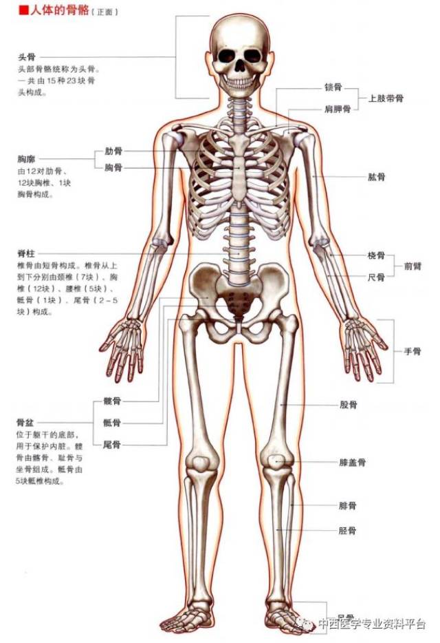 人体上半身解剖图图片