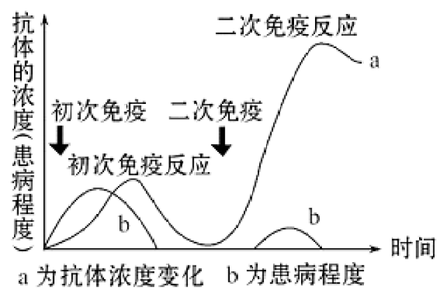 高中生物之免疫調節——體液免疫和細胞免疫的過程