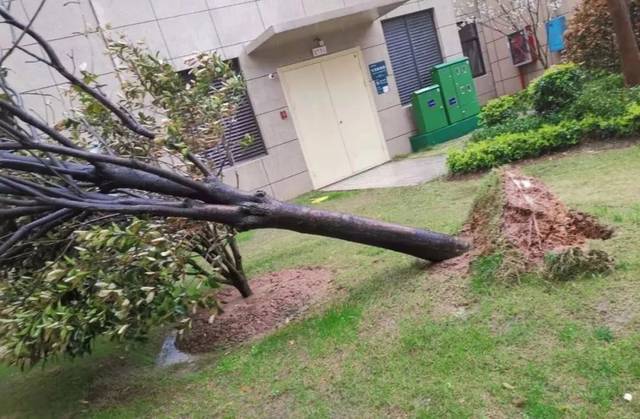 农户4000只鸭子被冰雹砸死!上饶的天气太可怕