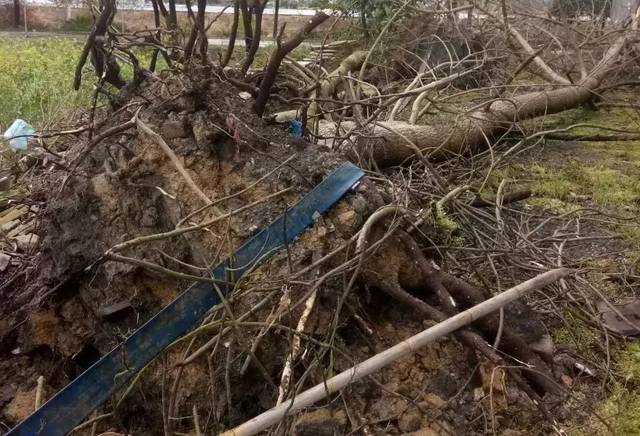 农户4000只鸭子被冰雹砸死!上饶的天气太可怕