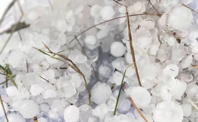 农户4000只鸭子被冰雹砸死!上饶的天气太可怕