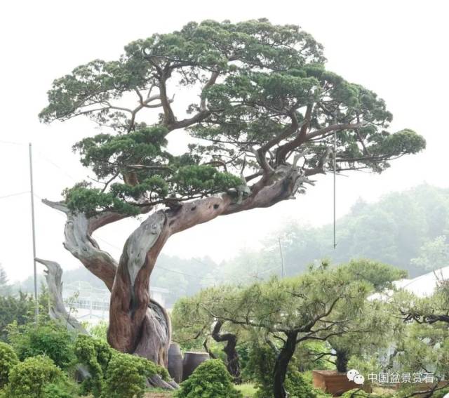 史上最全韩国盆栽园集锦（一）_搜狐网