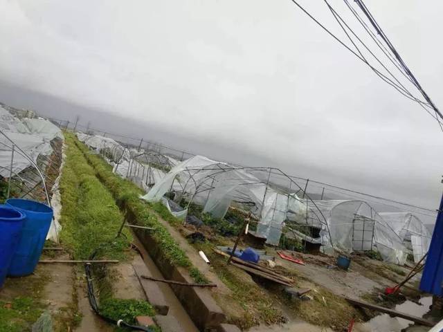 农户4000只鸭子被冰雹砸死!上饶的天气太可怕