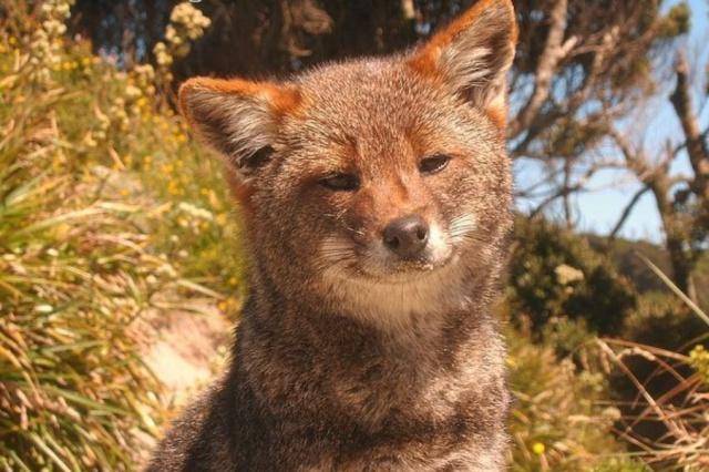 狐狸当中也有呆傻的品种!这种狐狸遇到人时,竟会原地保持不动