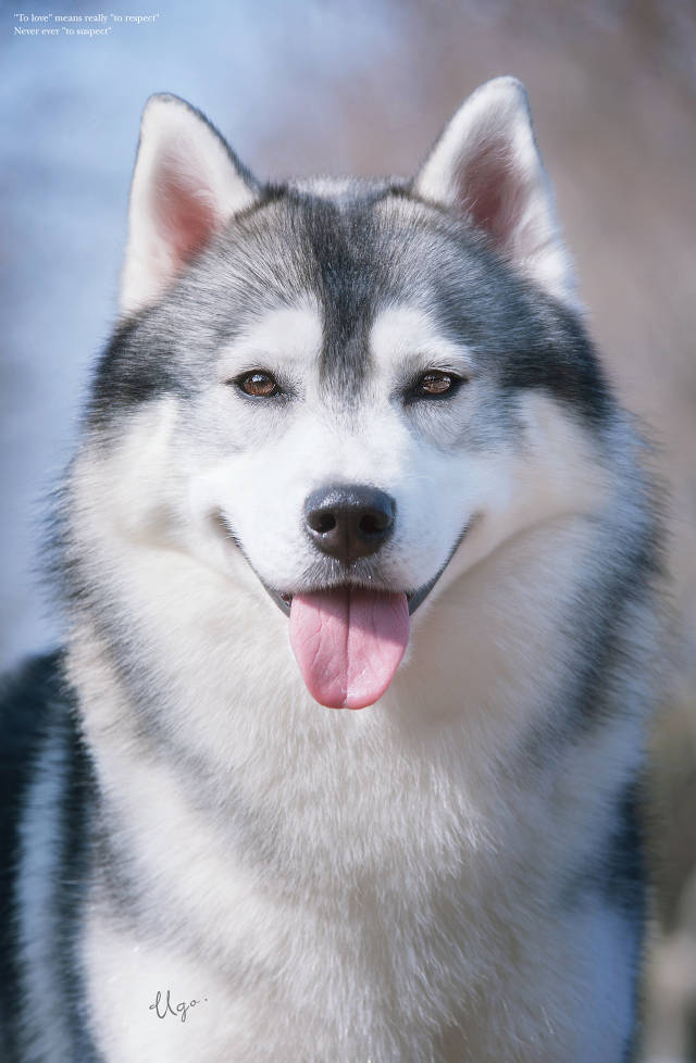 哈士奇到底是一个什么样的生物一分钟了解它