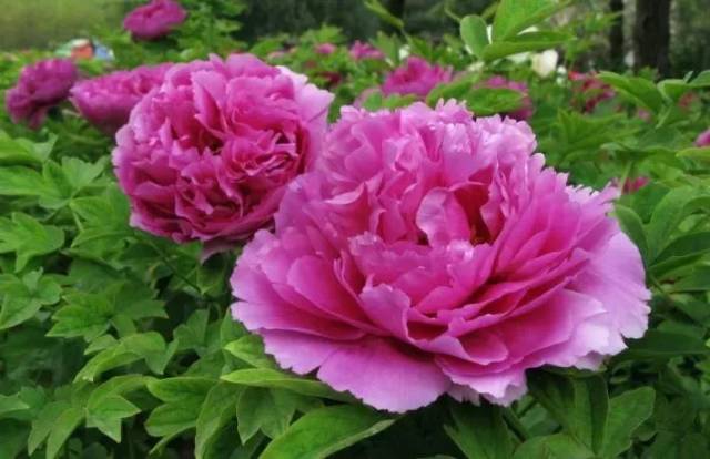 楼兰美人 紫色系牡丹