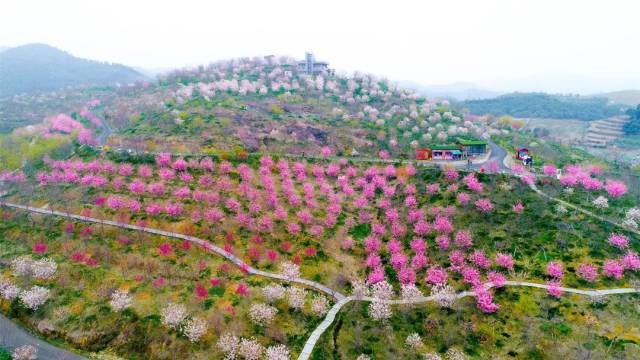 相约浪漫樱花谷可好(内含福利)